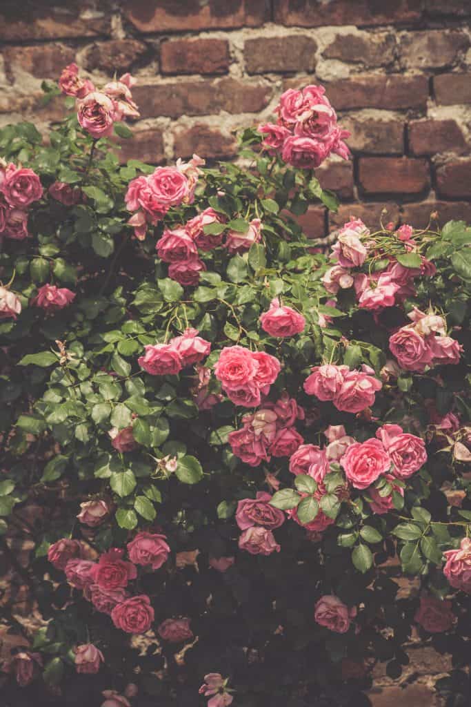 a picture of flowers by a brick wall, supporting image for the "what is christian mindfulness" guest post on Reclaim Today